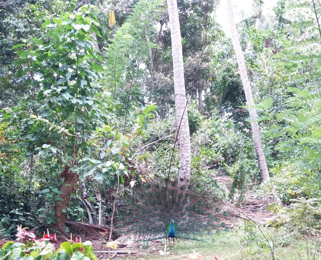 Cashew Villa Hiriketiya Dikwella Exteriör bild