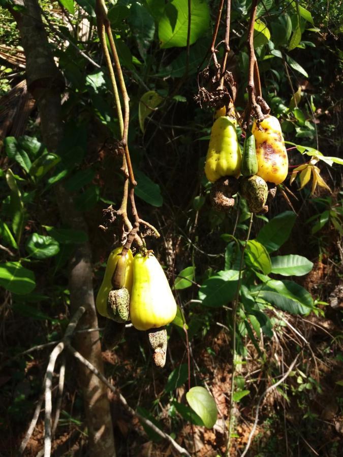 Cashew Villa Hiriketiya Dikwella Exteriör bild