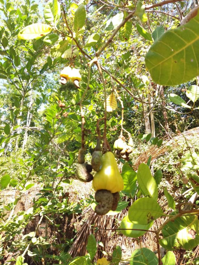 Cashew Villa Hiriketiya Dikwella Exteriör bild