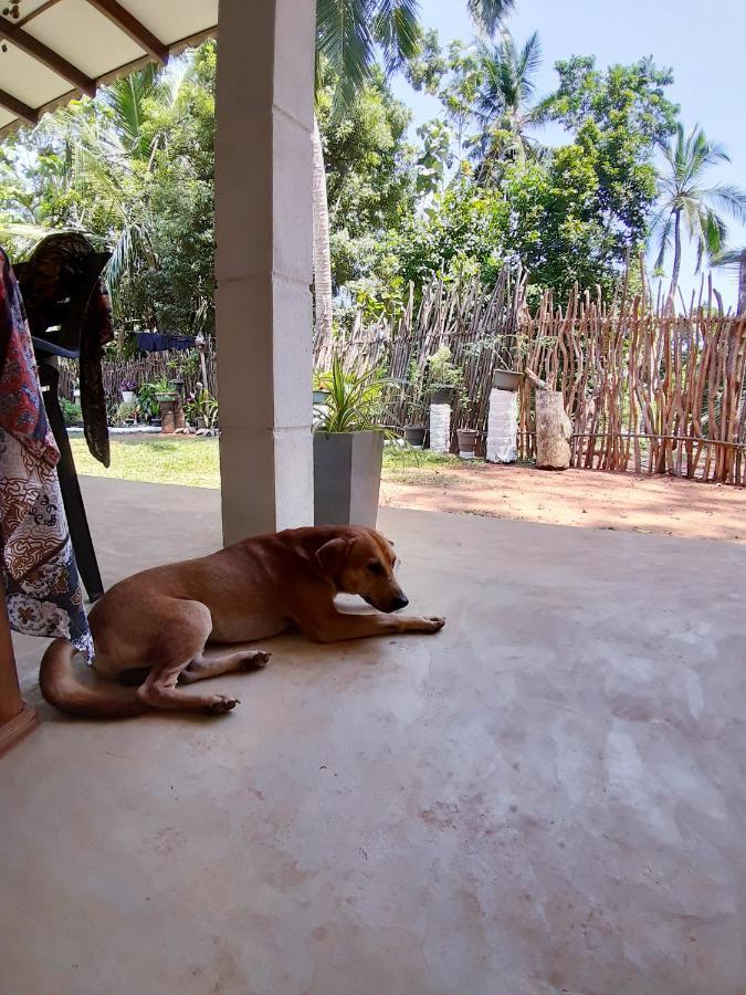 Cashew Villa Hiriketiya Dikwella Exteriör bild